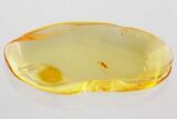 Detailed Fossil Ant-Loving Beetle (Pselaphinae) in Baltic Amber #372543-1